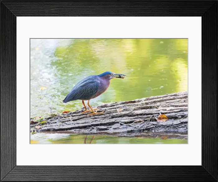 Framed Print : Green Heron (Butorides virescens) sitting on a fallen tree with prey on the Potomac River. Maryland. USA Framed Print : Green Heron (Butorides virescens) sitting on a fallen tree with prey on the Potomac River. Maryland. USA