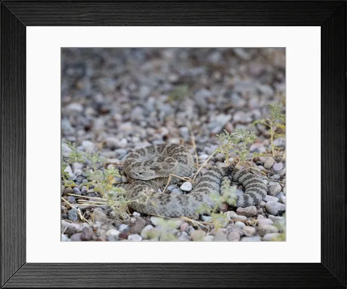 Framed Print : Great Basin rattlesnake (Crotalus oreganus lutosus) basking in the sun in the mountains of Southern Utah Framed Print : Great Basin rattlesnake (Crotalus oreganus lutosus) basking in the sun in the mountains of Southern Utah