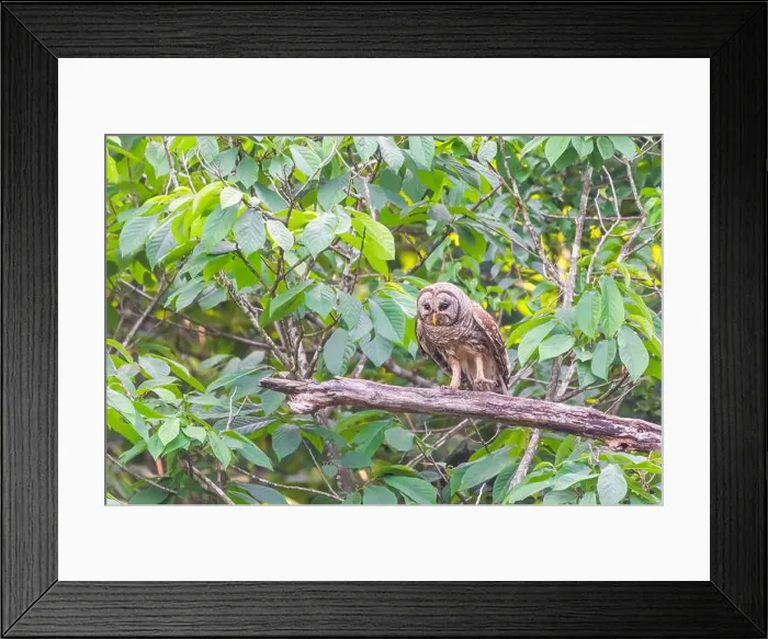Framed Print : A Barred owl (Strix varia) looking for prey. Chesapeake and Ohio Canal National Historical Park. Maryland. USA Framed Print : A Barred owl (Strix varia) looking for prey. Chesapeake and Ohio Canal National Historical Park. Maryland. USA