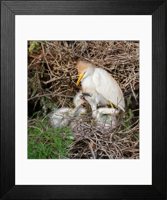 Framed Print : Cattle egret (Bubulcus ibis) with chicks at the nest, Houston area, Texas, USA Framed Print : Cattle egret (Bubulcus ibis) with chicks at the nest, Houston area, Texas, USA