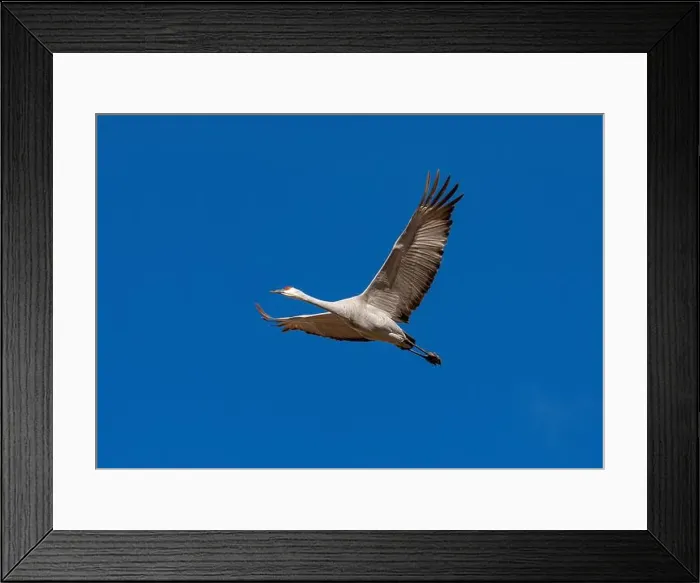 Framed Print : USA, New Mexico. Bosque Del Apache National Wildlife Refuge, sandhill crane in flight Framed Print : USA, New Mexico. Bosque Del Apache National Wildlife Refuge, sandhill crane in flight