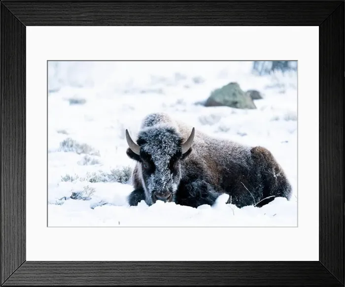 Framed Print : USA, Wyoming, Yellowstone National Park. Portrait of a frost covered bison lying down in the snow Framed Print : USA, Wyoming, Yellowstone National Park. Portrait of a frost covered bison lying down in the snow