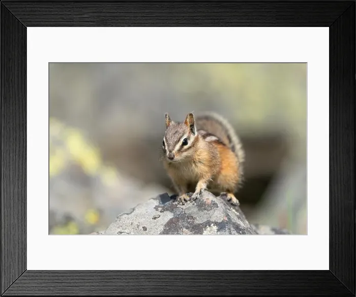 Framed Print : USA, Wyoming, Yellowstone National Park. Least chipmunk poses on a boulder Framed Print : USA, Wyoming, Yellowstone National Park. Least chipmunk poses on a boulder