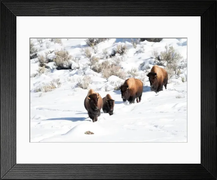 Framed Print : USA, Wyoming, Yellowstone National Park. A group of bison plod in single file through the snow Framed Print : USA, Wyoming, Yellowstone National Park. A group of bison plod in single file through the snow