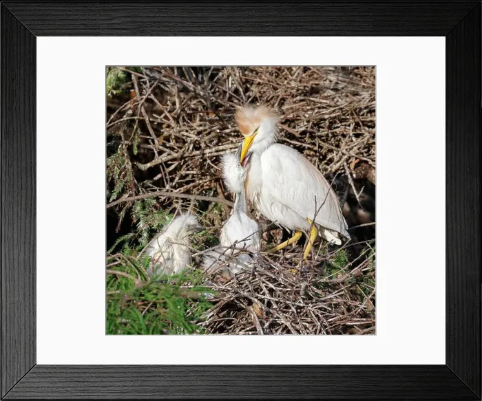 Framed Print : Cattle egret (Bubulcus ibis) feeding chicks at the nest, Houston area, Texas, USA Framed Print : Cattle egret (Bubulcus ibis) feeding chicks at the nest, Houston area, Texas, USA