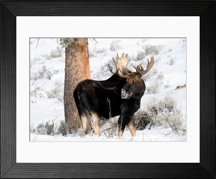 Framed Print : USA, Wyoming, Yellowstone National Park Framed Print : USA, Wyoming, Yellowstone National Park