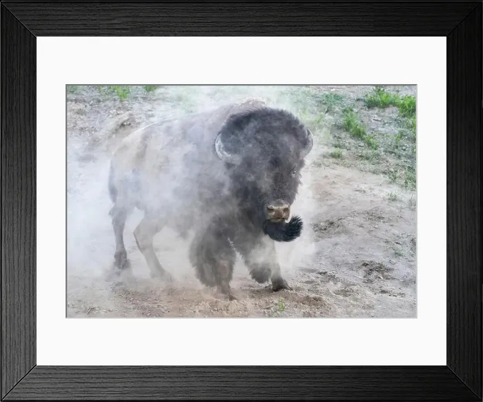 Framed Print : USA, Wyoming, Yellowstone National Park. A bison bull takes a dust bath Framed Print : USA, Wyoming, Yellowstone National Park. A bison bull takes a dust bath
