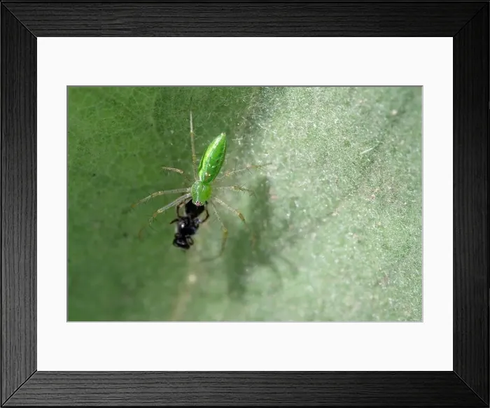 Framed Print : Green Lynx Spider (Peucetia viridans) w / prey Framed Print : Green Lynx Spider (Peucetia viridans) w / prey