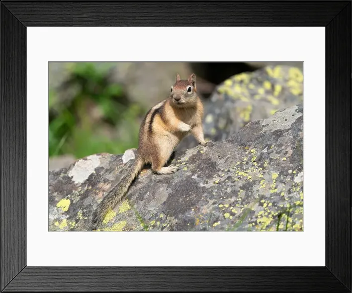 Framed Print : USA, Wyoming, Yellowstone National Park. Portrait of a ground squirrel posing on a lichen covered rock Framed Print : USA, Wyoming, Yellowstone National Park. Portrait of a ground squirrel posing on a lichen covered rock