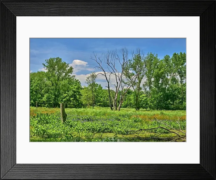 Framed Print : Teaneck Creek Conservancy in Teaneck Framed Print : Teaneck Creek Conservancy in Teaneck