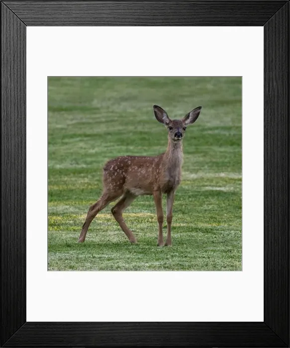 Framed Print : White-spotted Black-tailed Deer Fawn Grazing in Alert. Quail Hollow County Park, Santa Cruz County, California, USA Framed Print : White-spotted Black-tailed Deer Fawn Grazing in Alert. Quail Hollow County Park, Santa Cruz County, California, USA