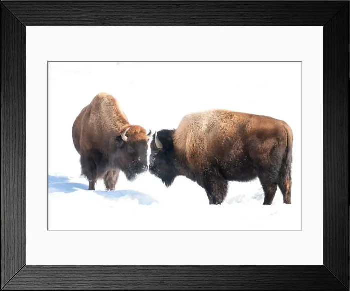 Framed Print : USA, Wyoming, Yellowstone National Park. Two bison confront one another Framed Print : USA, Wyoming, Yellowstone National Park. Two bison confront one another