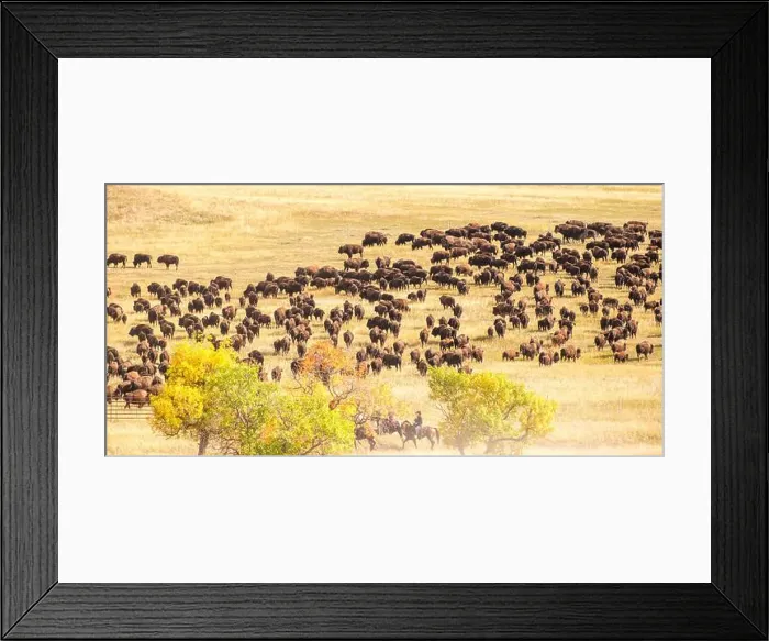 Framed Print : Custer State Park, South Dakota, USA. Annual buffalo roundup