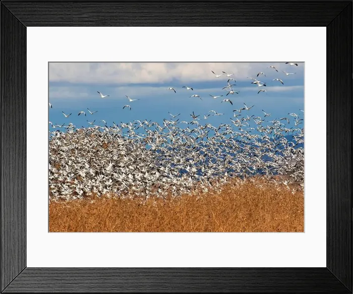 Framed Print : USA, New Mexico. Bosque Del Apache National Wildlife Refuge, snow geese flying Framed Print : USA, New Mexico. Bosque Del Apache National Wildlife Refuge, snow geese flying