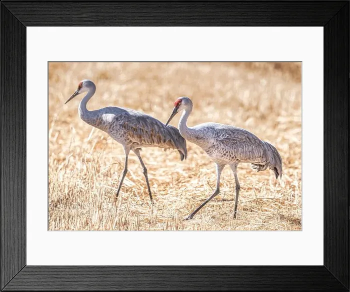 Framed Print : Birds of Bosque de Apache National Wildlife Refuge Framed Print : Birds of Bosque de Apache National Wildlife Refuge