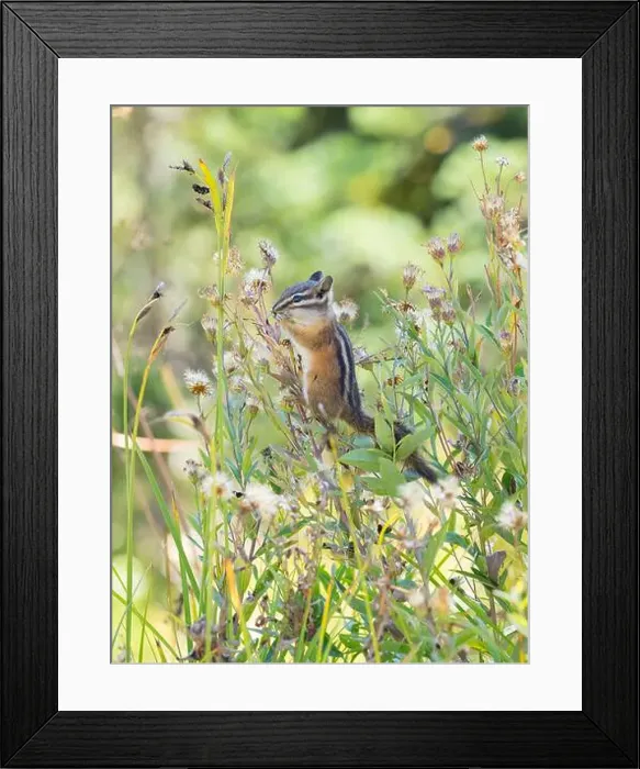 Framed Print : Washington State, Mount Rainier National Park. Townsend's chipmunk eating wildflower seed heads Framed Print : Washington State, Mount Rainier National Park. Townsend's chipmunk eating wildflower seed heads