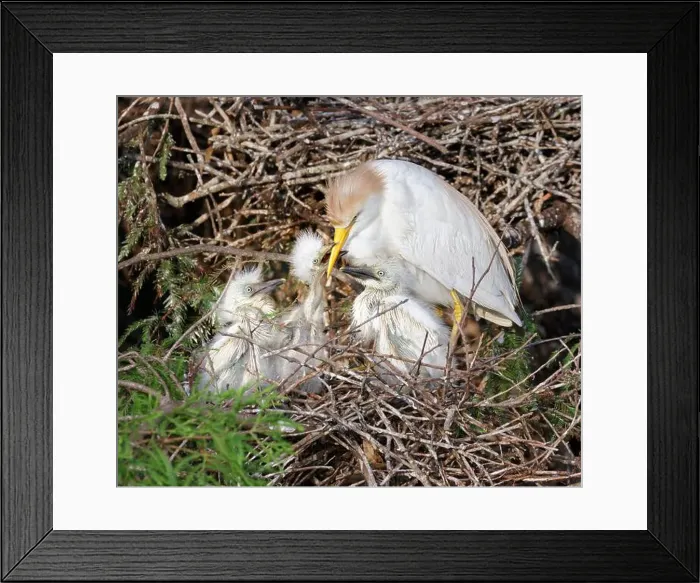 Framed Print : Cattle egret (Bubulcus ibis) feeding chicks at the nest, Houston area, Texas, USA Framed Print : Cattle egret (Bubulcus ibis) feeding chicks at the nest, Houston area, Texas, USA