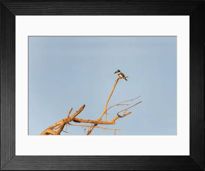 Framed Print : Juvenile female Belted kingfisher (Megaceryle alcyon) sitting on dead tree branch with prey Framed Print : Juvenile female Belted kingfisher (Megaceryle alcyon) sitting on dead tree branch with prey