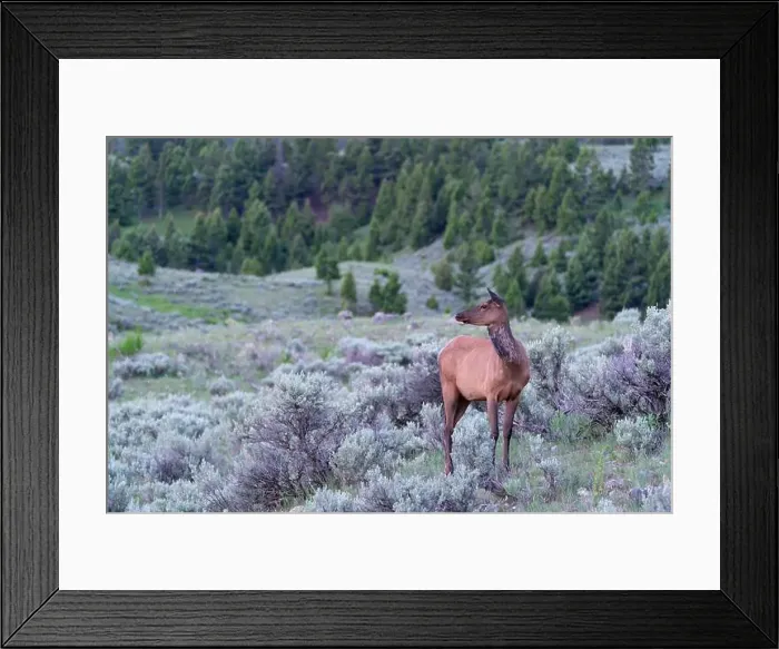 Framed Print : USA, Wyoming, Yellowstone National Park. A cow elk stands among the sage brush Framed Print : USA, Wyoming, Yellowstone National Park. A cow elk stands among the sage brush