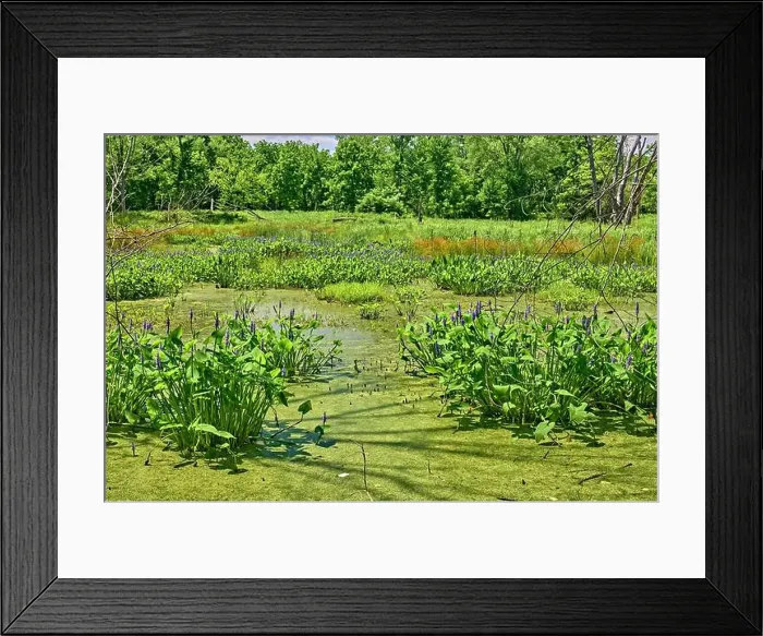 Framed Print : Teaneck Creek Conservancy in Teaneck Framed Print : Teaneck Creek Conservancy in Teaneck