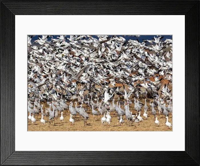 Framed Print : USA, New Mexico. Bosque Del Apache National Wildlife Refuge, sandhill crane and snow geese flying Framed Print : USA, New Mexico. Bosque Del Apache National Wildlife Refuge, sandhill crane and snow geese flying