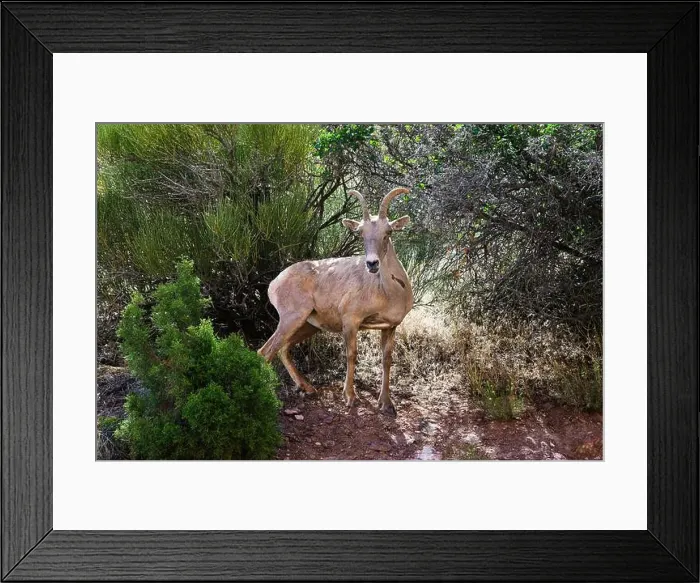 Framed Print : Wild desert bighorn sheep ewe in natural environment at Colorado National Monument Framed Print : Wild desert bighorn sheep ewe in natural environment at Colorado National Monument