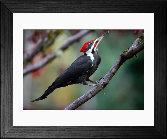 Framed Print : USA, Washington State, Sammamish. Coming into feeder pileated woodpecker in Autumn Framed Print : USA, Washington State, Sammamish. Coming into feeder pileated woodpecker in Autumn