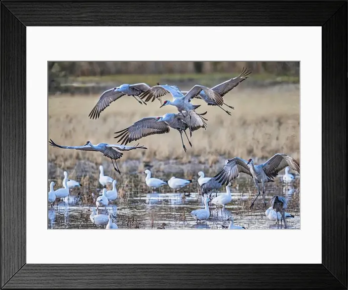 Framed Print : Birds of Bosque de Apache National Wildlife Refuge Framed Print : Birds of Bosque de Apache National Wildlife Refuge