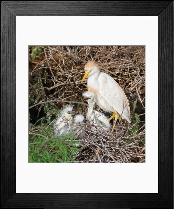 Framed Print : Cattle egret (Bubulcus ibis) with chicks at the nest, Houston area, Texas, USA