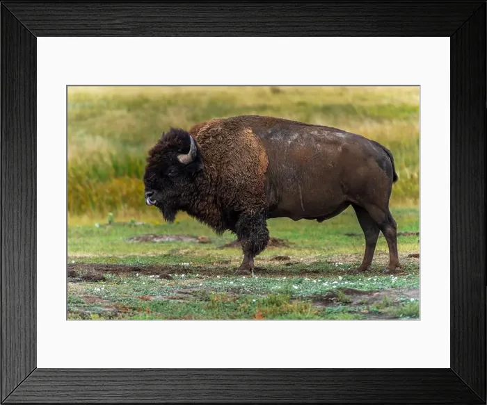 Framed Print : Lone bison, powerful to look at, is licking his mouth and nose after eating some grass Framed Print : Lone bison, powerful to look at, is licking his mouth and nose after eating some grass