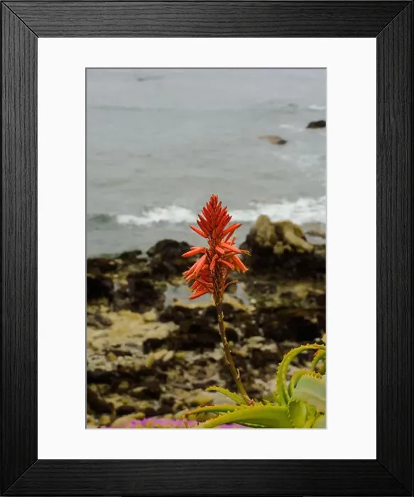 Framed Print : Red aloe flower on California coast Framed Print : Red aloe flower on California coast