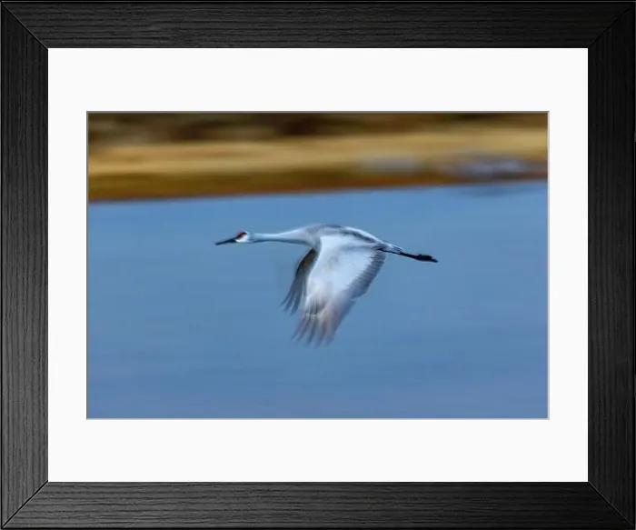 Framed Print : USA, New Mexico. Bosque Del Apache National Wildlife Refuge, sandhill crane in flight Framed Print : USA, New Mexico. Bosque Del Apache National Wildlife Refuge, sandhill crane in flight