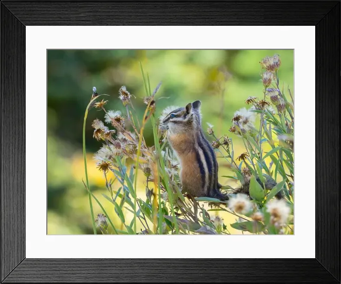 Framed Print : Washington State, Mount Rainier National Park. Townsend's chipmunk eating wildflower seed heads Framed Print : Washington State, Mount Rainier National Park. Townsend's chipmunk eating wildflower seed heads