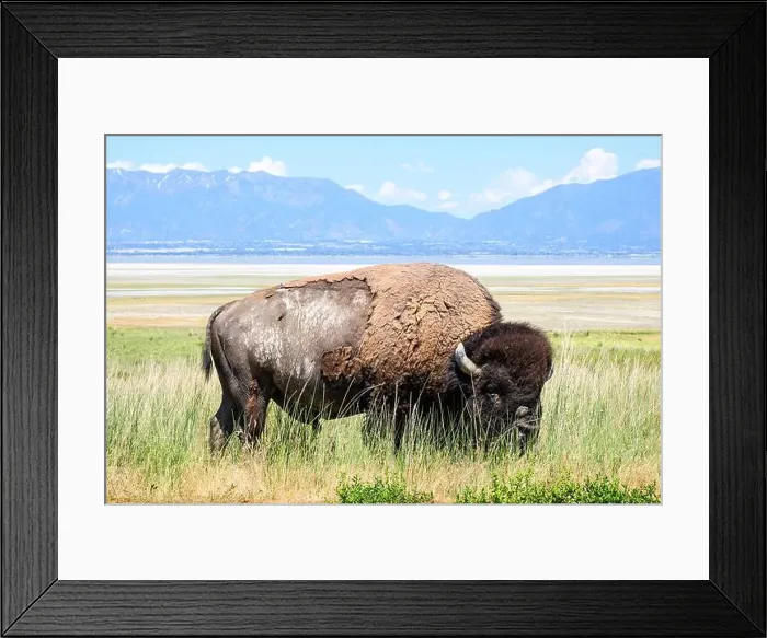 Framed Print : North American bull Bison in grass on Antelope Isalnd on hot spring day with Wasatch Range mountains in background