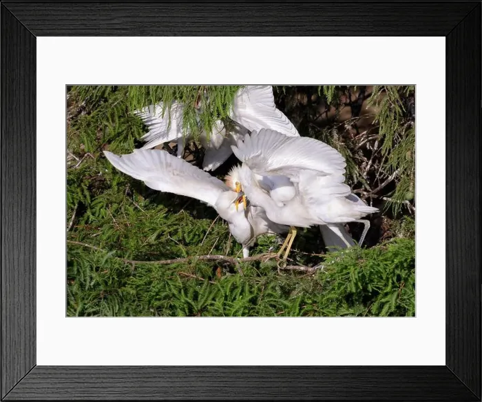 Framed Print : Cattle egret (Bubulcus ibis) feeding older chicks in a tree, Houston area, Texas, USA Framed Print : Cattle egret (Bubulcus ibis) feeding older chicks in a tree, Houston area, Texas, USA
