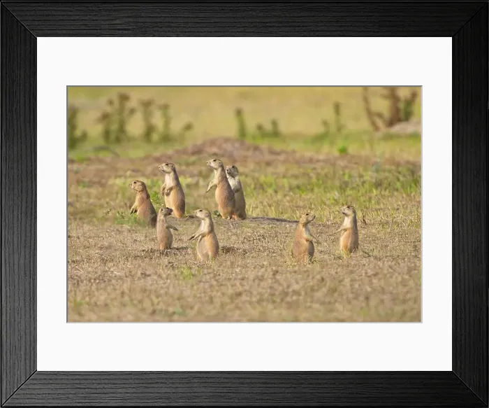 Framed Print : Several prairie dogs standing on alert in the grasslands of South Dakota Framed Print : Several prairie dogs standing on alert in the grasslands of South Dakota
