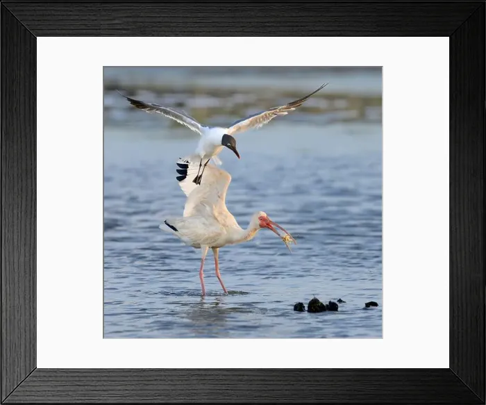 Framed Print : Laughing gull (Leucophaeus atricilla) trying to steal a caught crab from a white ibis (Eudocimus albus) Framed Print : Laughing gull (Leucophaeus atricilla) trying to steal a caught crab from a white ibis (Eudocimus albus)