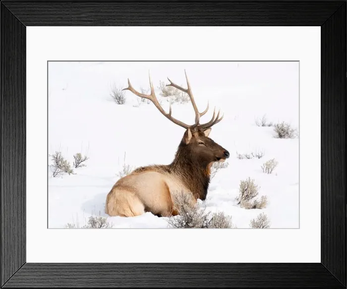 Framed Print : USA, Wyoming, Yellowstone National Park. A bull elk rests in the snow with his antlers still intact for now Framed Print : USA, Wyoming, Yellowstone National Park. A bull elk rests in the snow with his antlers still intact for now