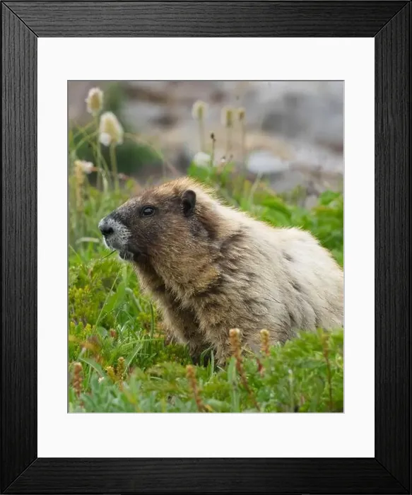 Framed Print : Washington State, Mount Rainier National Park. Hoary marmot eating grass in alpine meadow Framed Print : Washington State, Mount Rainier National Park. Hoary marmot eating grass in alpine meadow
