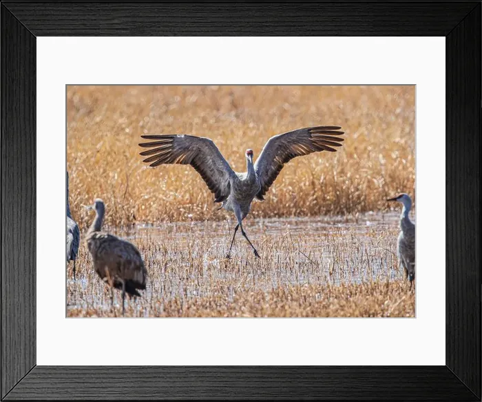 Framed Print : Birds of Bosque de Apache National Wildlife Refuge Framed Print : Birds of Bosque de Apache National Wildlife Refuge