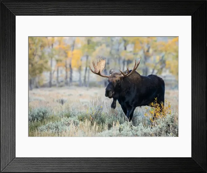 Framed Print : Bull moose on the move, autumn cottonwoods of Wyoming Framed Print : Bull moose on the move, autumn cottonwoods of Wyoming