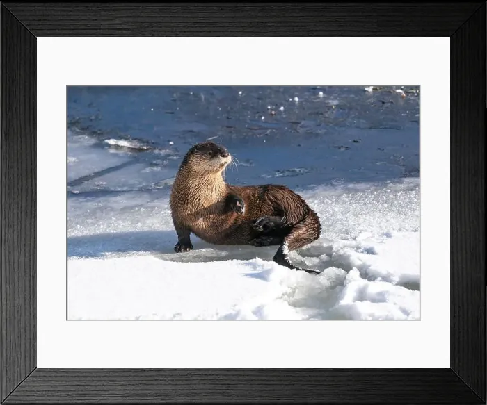 Framed Print : USA, Wyoming, Yellowstone National Park. An adult river otter lies down on the icy shore of the Yellowstone River Framed Print : USA, Wyoming, Yellowstone National Park. An adult river otter lies down on the icy shore of the Yellowstone River