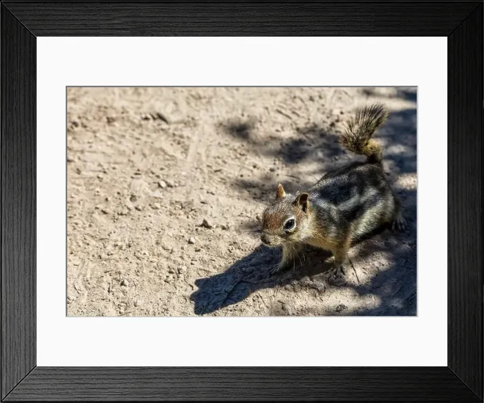 Framed Print : A Cascade Golden-mantled Ground Squirrel in Rocky Mountains, Colorado Framed Print : A Cascade Golden-mantled Ground Squirrel in Rocky Mountains, Colorado