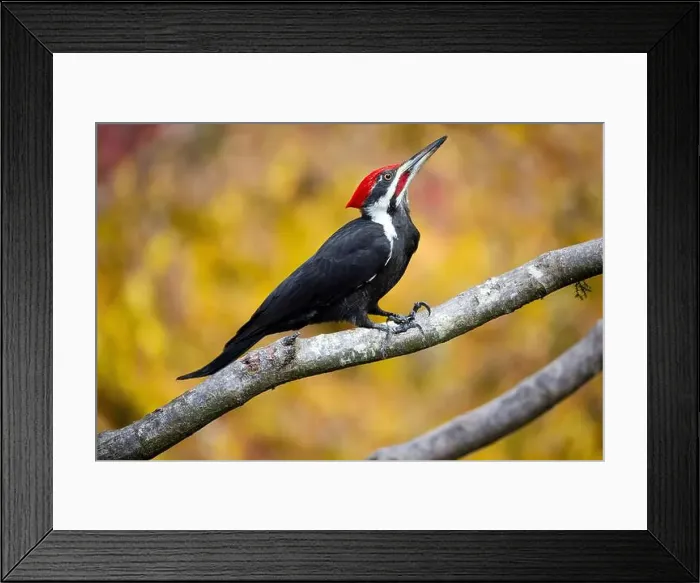 Framed Print : USA, Washington State, Sammamish. Coming into feeder pileated woodpecker in Autumn Framed Print : USA, Washington State, Sammamish. Coming into feeder pileated woodpecker in Autumn