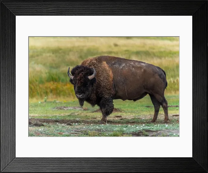 Framed Print : Lone bison, powerful to look at, is looking down before grazing Framed Print : Lone bison, powerful to look at, is looking down before grazing