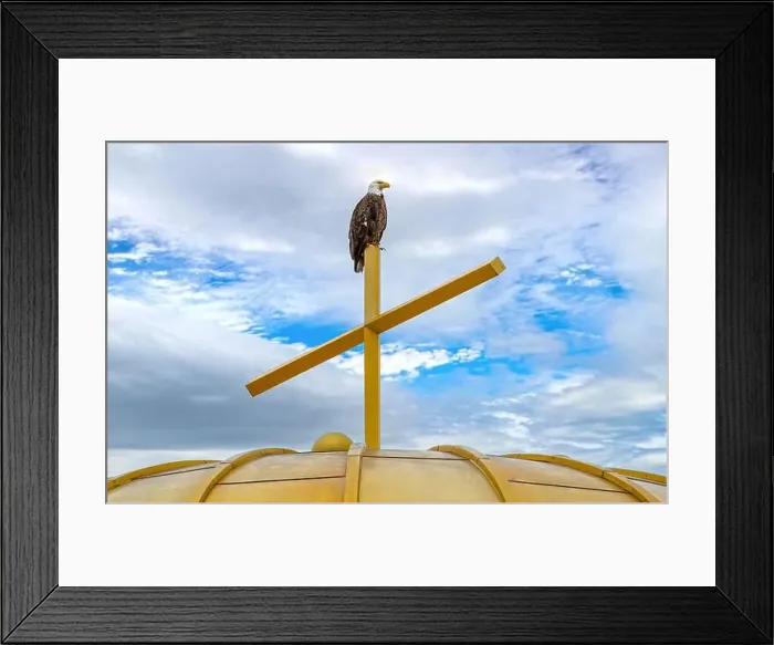 Framed Print : An American Bald Eagle (Haliaeetus leucocephalus) perched on a gold church cross and golden dome in Minneapolis Framed Print : An American Bald Eagle (Haliaeetus leucocephalus) perched on a gold church cross and golden dome in Minneapolis