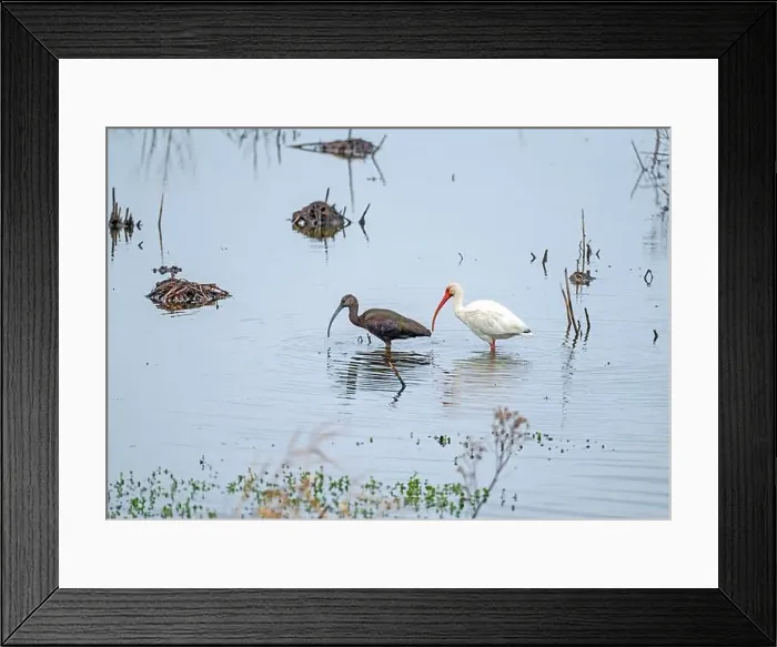 Framed Print : Two Species of Ibis Together in a Wetland in the Anahuac National Wildlife Refuge in Texas Framed Print : Two Species of Ibis Together in a Wetland in the Anahuac National Wildlife Refuge in Texas