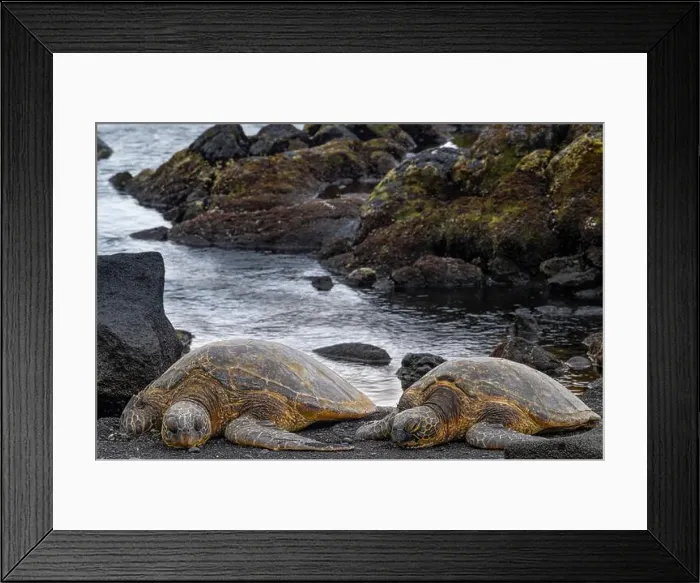 Framed Print : USA, Big Island, Hawaii. Two green sea turtles on beach. They are endangered Framed Print : USA, Big Island, Hawaii. Two green sea turtles on beach. They are endangered