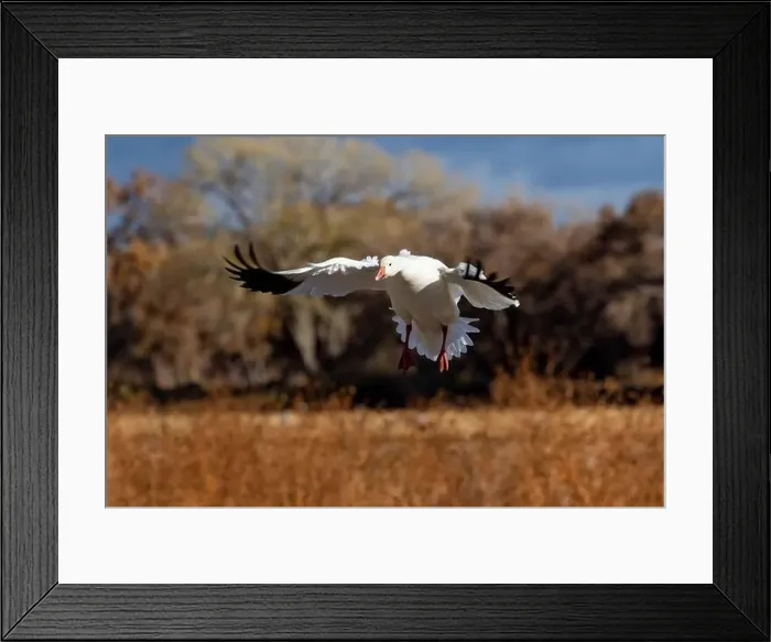Framed Print : USA, New Mexico. Bosque Del Apache National Wildlife Refuge, snow geese flying Framed Print : USA, New Mexico. Bosque Del Apache National Wildlife Refuge, snow geese flying