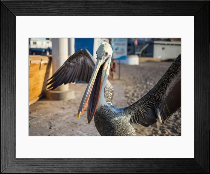 Framed Print : Brown pelicans in Ecuador, South America Framed Print : Brown pelicans in Ecuador, South America